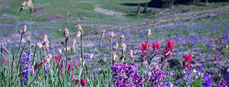 Pedicularis ornithorhynchos, Steens Mountain, Oregon.