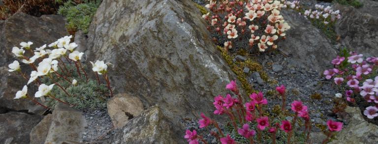 A variety of saxifrages in bloom