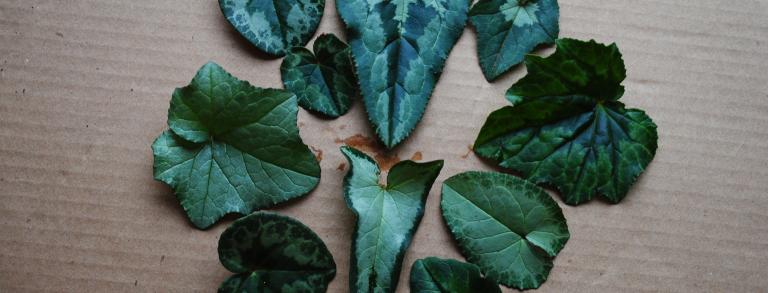 A diversity of Cyclamen hederifolium leaves.