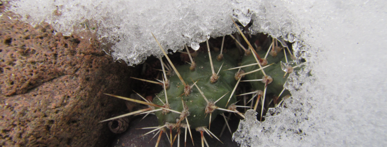 Opuntia fragilis in the snow.