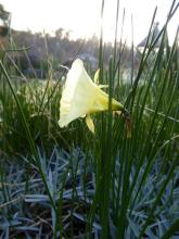 lemon Hoop Petticoat Daff seedling