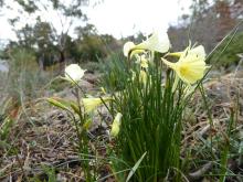 Narcissus 'Ianmon'