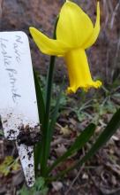 Narcissus 'Leslie Patrick'