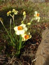 Narcissus 'Matador'