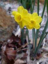  Apodanthe hybrid narcissus