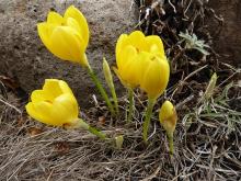 Sternbergia lutea