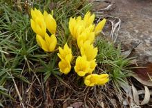 Sternbergia sicula