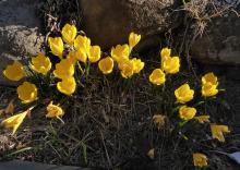 Sternbergia lutea