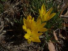 Sternbergia sicula