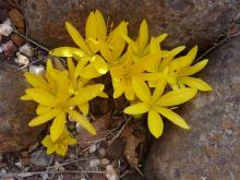 Sternbergia sicula