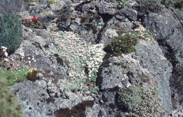 Eunomia Oppositifolia