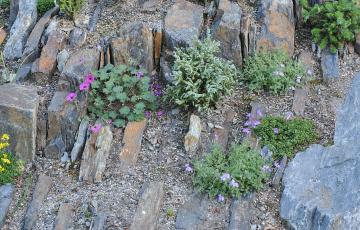 Spriggs Crevice Garden BC