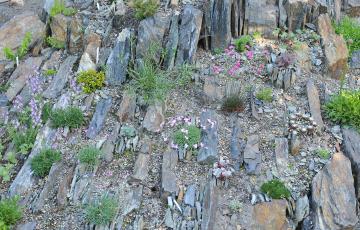 Spriggs Crevice Garden BC