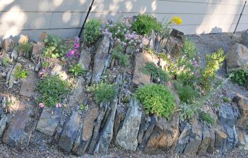 Spriggs Crevice Garden BC