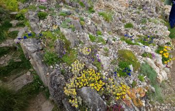 Base of the Cepicka Hillside