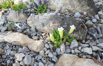 Cepicka Crevices with Gentian