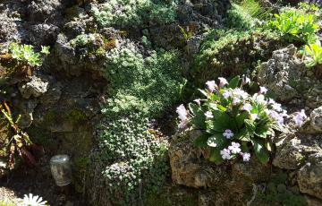 Cepicka Tufa with Gesneriads