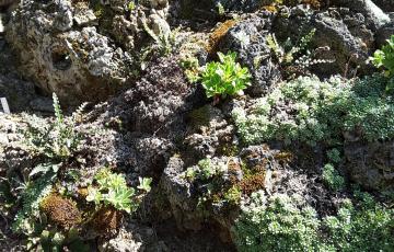 Cepicka Tufa Outcrop