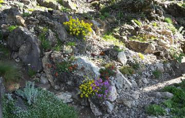 Cepicka Crevice Garden in Flower