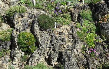 Cepicka Tufa with Diverse Plants