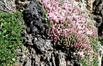 Cepicka Tufa Plant Portrait