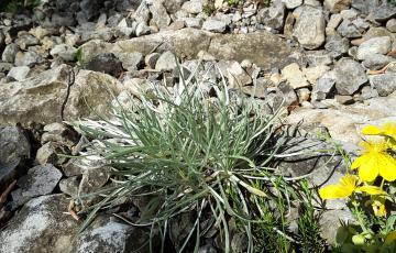 Cepicka Crevice Close up 2