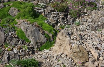 Cepicka Cushions with Gravel