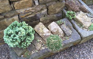 Brejnik Crevice Trough