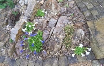 Brejnik Corner of Small Crevice Garden