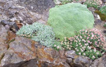 Brejnik Crevice Garden Detail with Diverse Plants