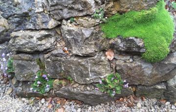 Brejnik Horizontal Crevices with Gesneriads