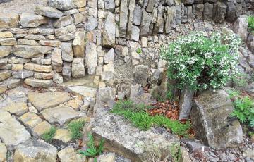 Brejnik Crevice Garden Intersection