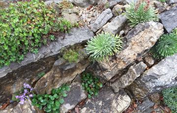 Brejnik Crevices with Saxifrages and Gesneriad
