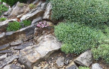 Brejnik Crevices Close up