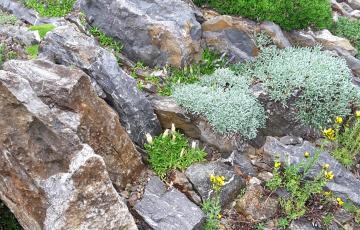 Brejnik Crevice Garden Detail