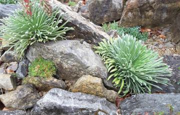 Brejnik Saxifrages Close up