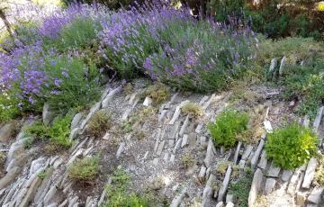 Lavender in the Alpine Garden