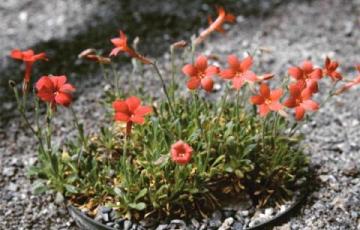 Gilia caespitosa