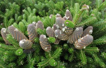 Abies koreana 'Compact dwarf'