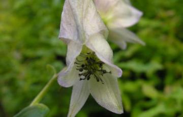 Aconitum tanguticum