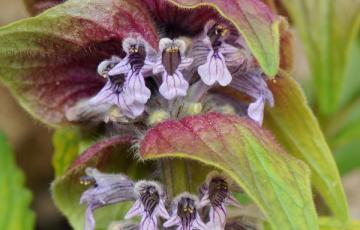 Ajuga lupulina