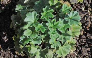 Alchemilla erythropoda