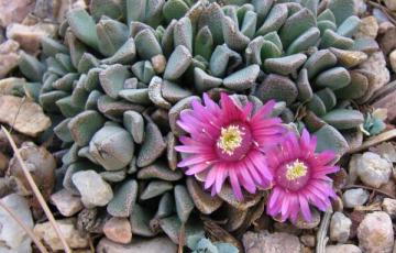 Aloinopsis spathulatus