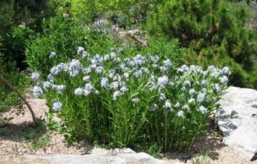 Amsonia orientalis