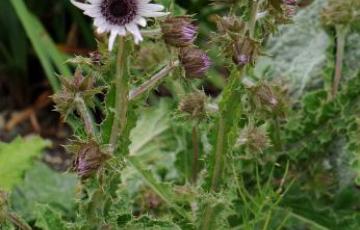 Berkheya purpurea