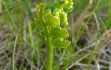 Botrychium lunaria