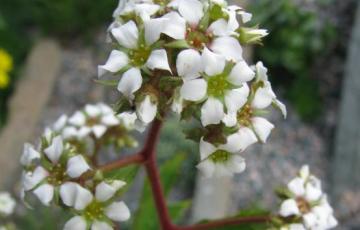 Boykinia aconitifolia