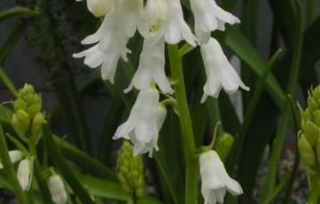 brimeura amethystina 'Alba'