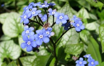 Brunnera macrophylla 'Jack Frost'