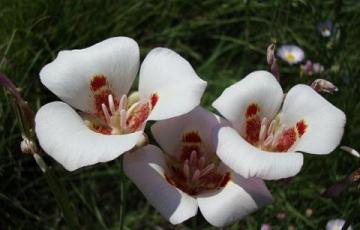 Calochortus superbus